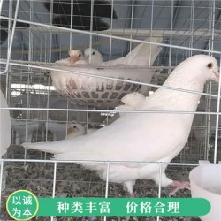 常年销售白羽王肉鸽养殖场 白羽王鸽子活体 白羽王肉鸽乳鸽