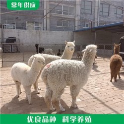 散养羊驼 散养改良羊驼 羊驼幼崽宠物 养殖基地
