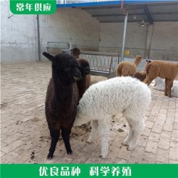 山庄观赏羊驼 成年羊驼养殖场 羊驼幼崽宠物 养殖供应