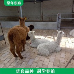 山庄观赏羊驼 景区观赏羊驼 羊驼幼崽宠物 养殖供应